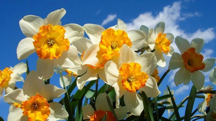 NERGİS FESTİVALİ…